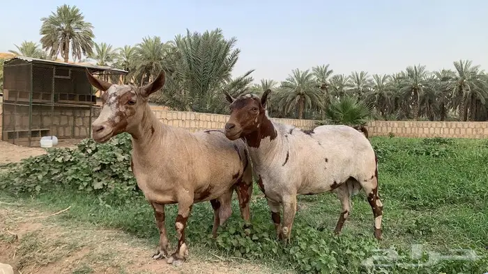فحل وعنز عمانيات صنف 1