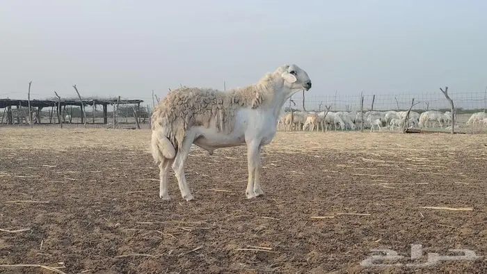 طلي فحل فاااخر مشروط تم البيع 2