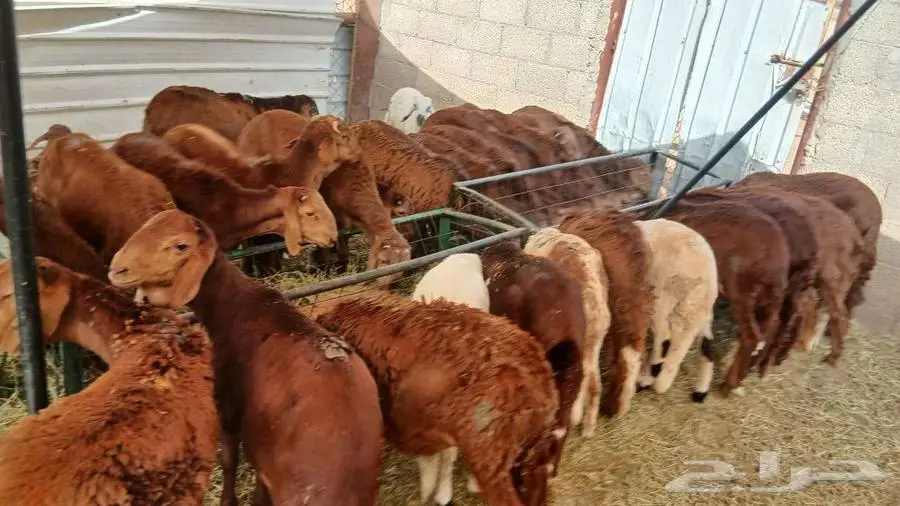 سواكني حمري برابر تيوس مرابي بالخرج 3