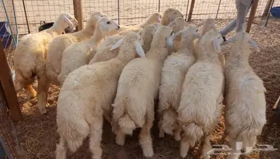 ذبائح الجزيرة.. مع التوصيل الاعلى تقييم في الموقع 13