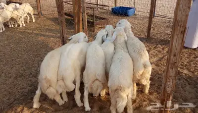 ذبائح الجزيرة.. مع التوصيل الاعلى تقييم في الموقع 12