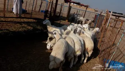 ذبائح الجزيرة.. مع التوصيل الاعلى تقييم في الموقع 25