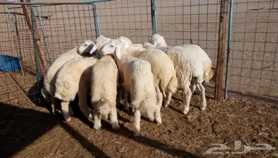 ذبائح الجزيرة.. مع التوصيل الاعلى تقييم في الموقع 21