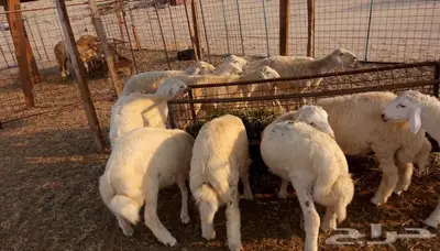 ذبائح الجزيرة.. مع التوصيل الاعلى تقييم في الموقع 23