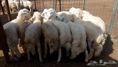 ذبائح الجزيرة.. مع التوصيل الاعلى تقييم في الموقع 30