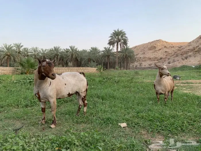 فحل وعنز عمانيات صنف 4