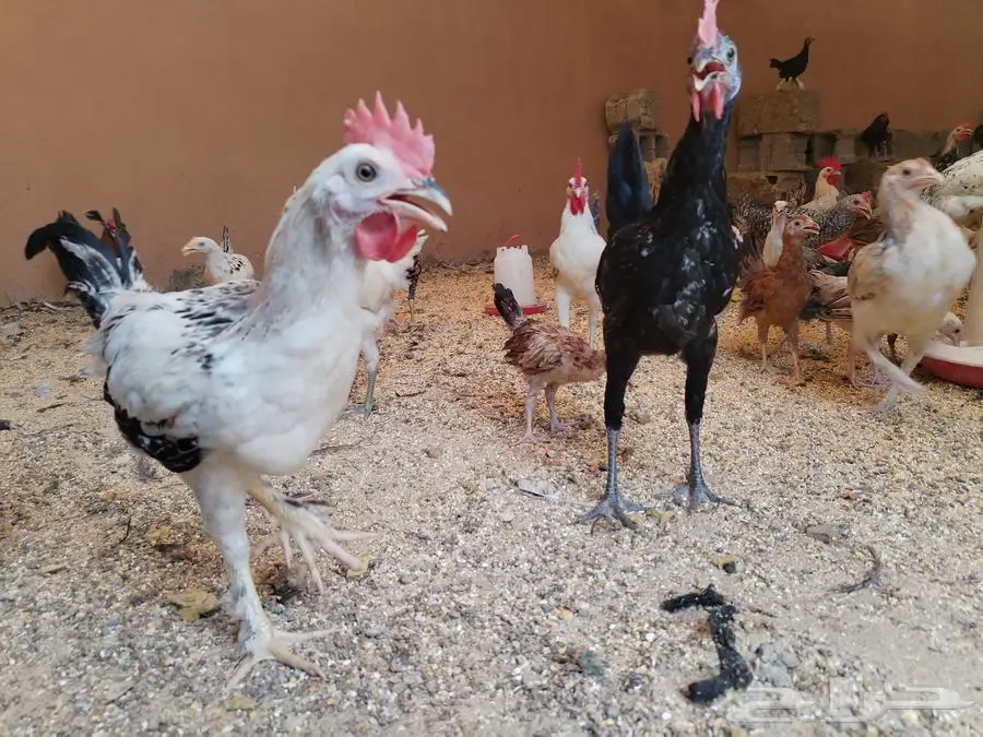 دجاج مهجن برهما وبلدي من ثلاثة الى اربعه شهور 2