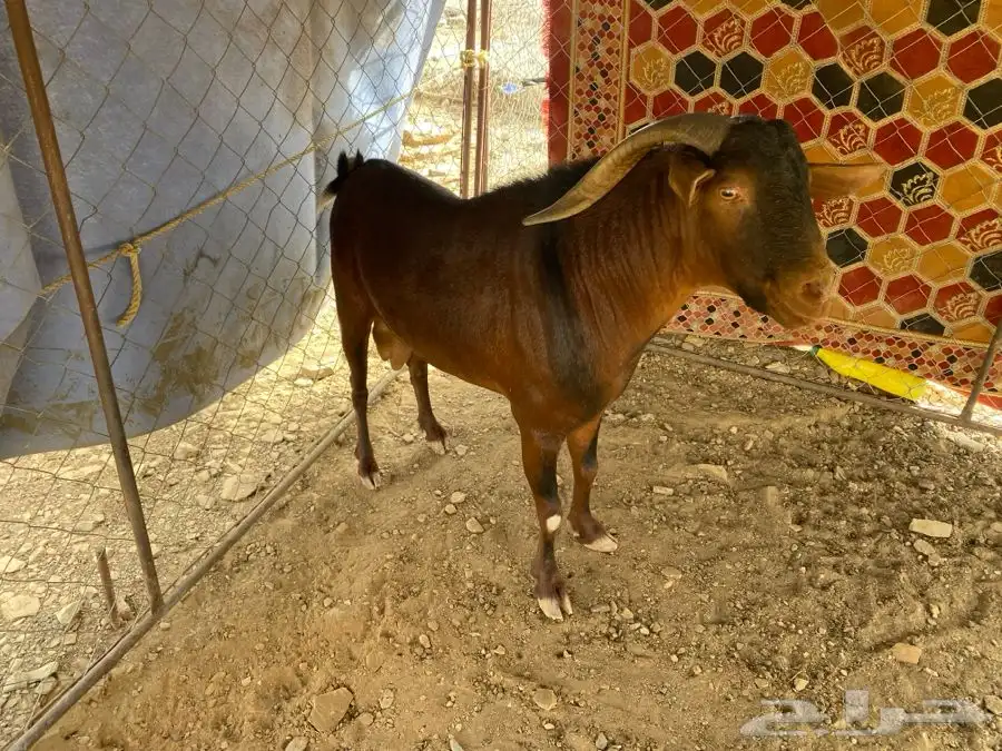 تيس فحل فاخر 1