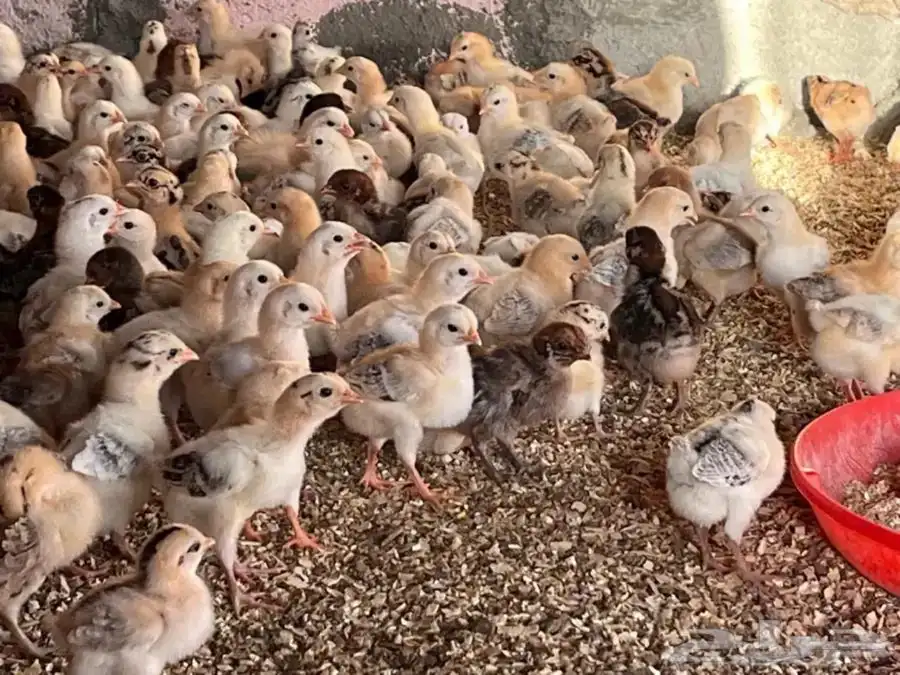 صوص بلدي 0