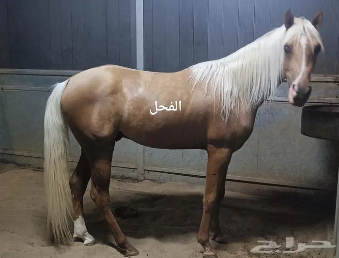 مهره من النوادر جميله اللون والعين كرستال الصلاة ع النبي 6