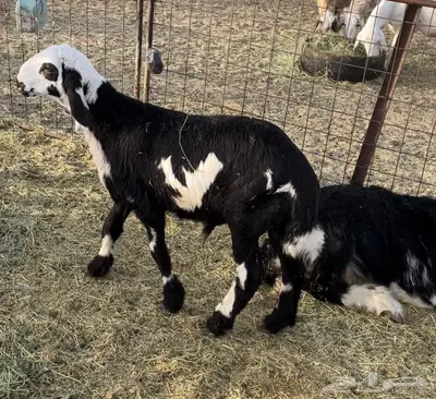 طلي ذبيحه ربط للبيع 0