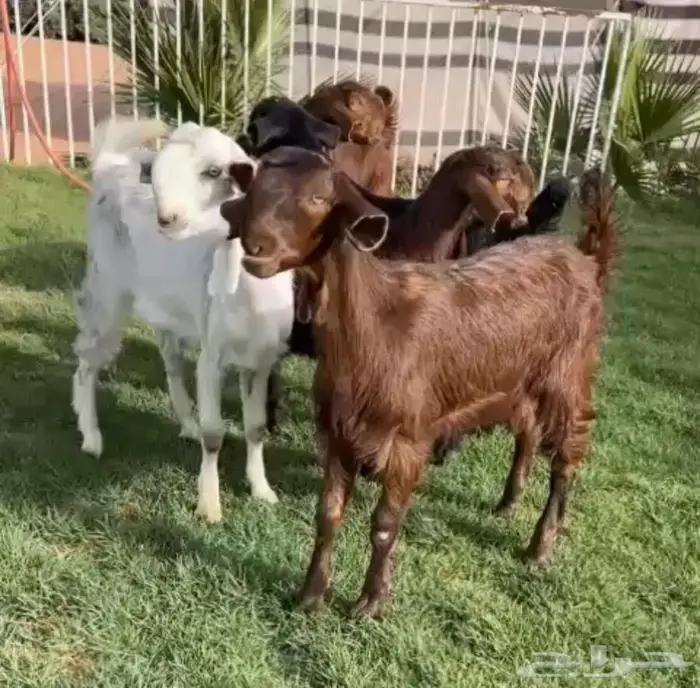 غنم مسروقه 0