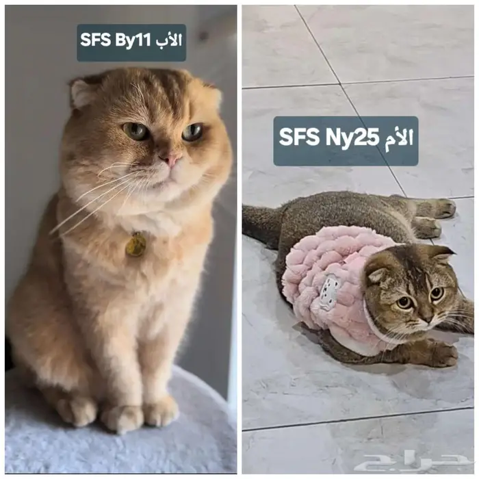 كتن سكوتش تربل فولد 5