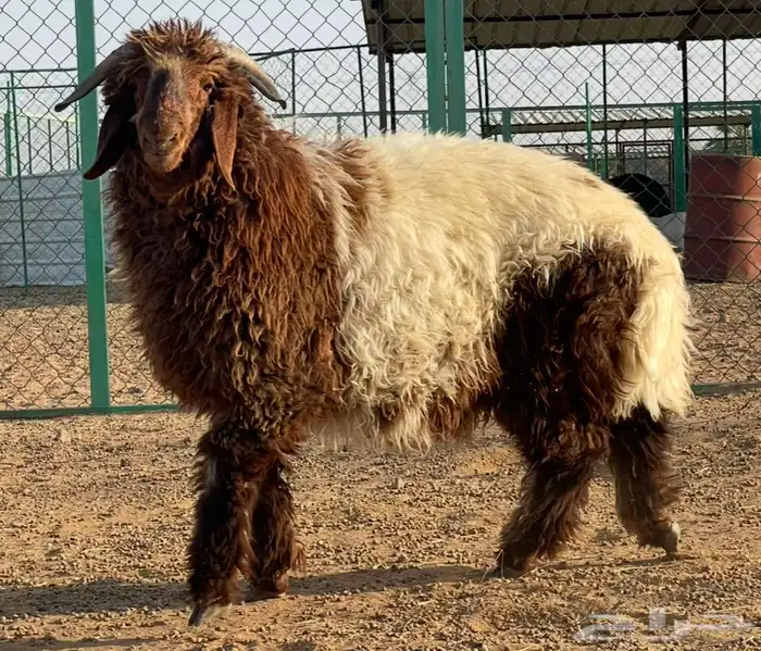 (مشروع فحل نعيمي. ) فاخر 6