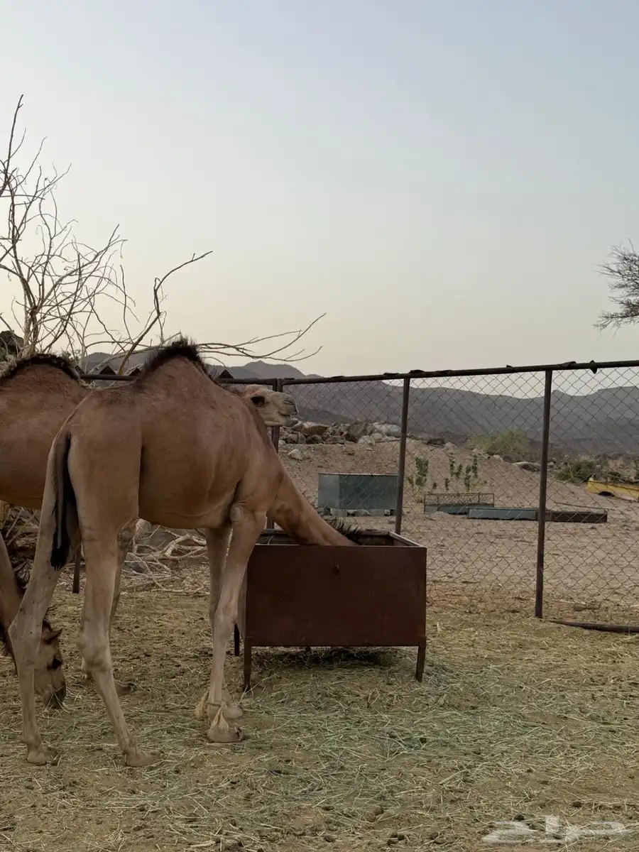 قعدان للبيع 3