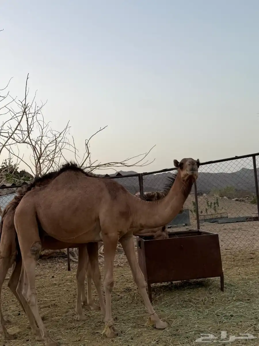 قعدان للبيع 2