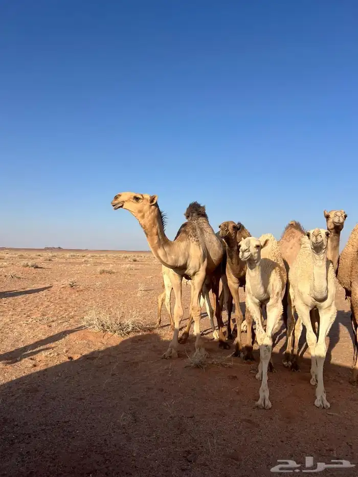 للبيع قعود حيسوني فحل كفوا مفرود 0