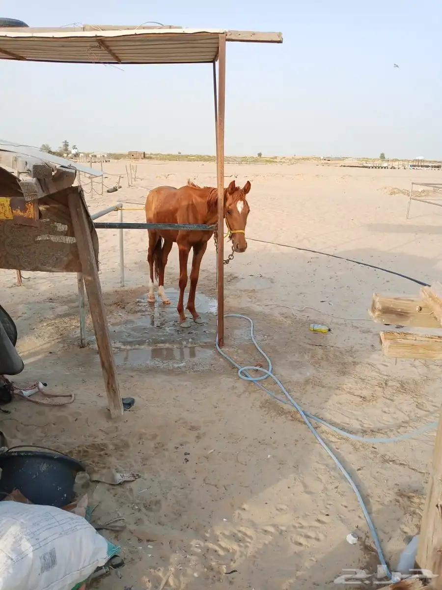 مهر شعبي 6