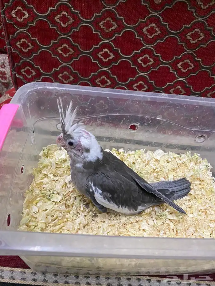 فرخ طير كروان 3