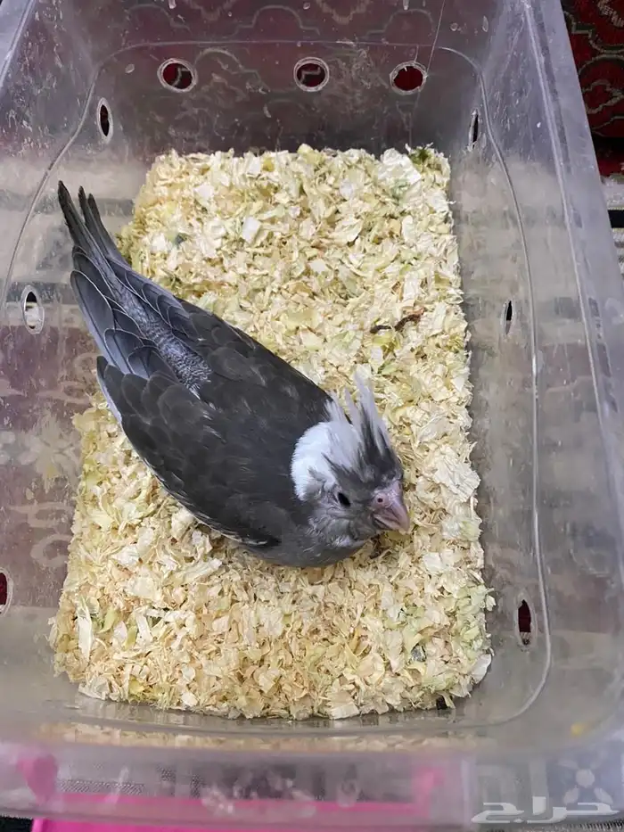 فرخ طير كروان 2