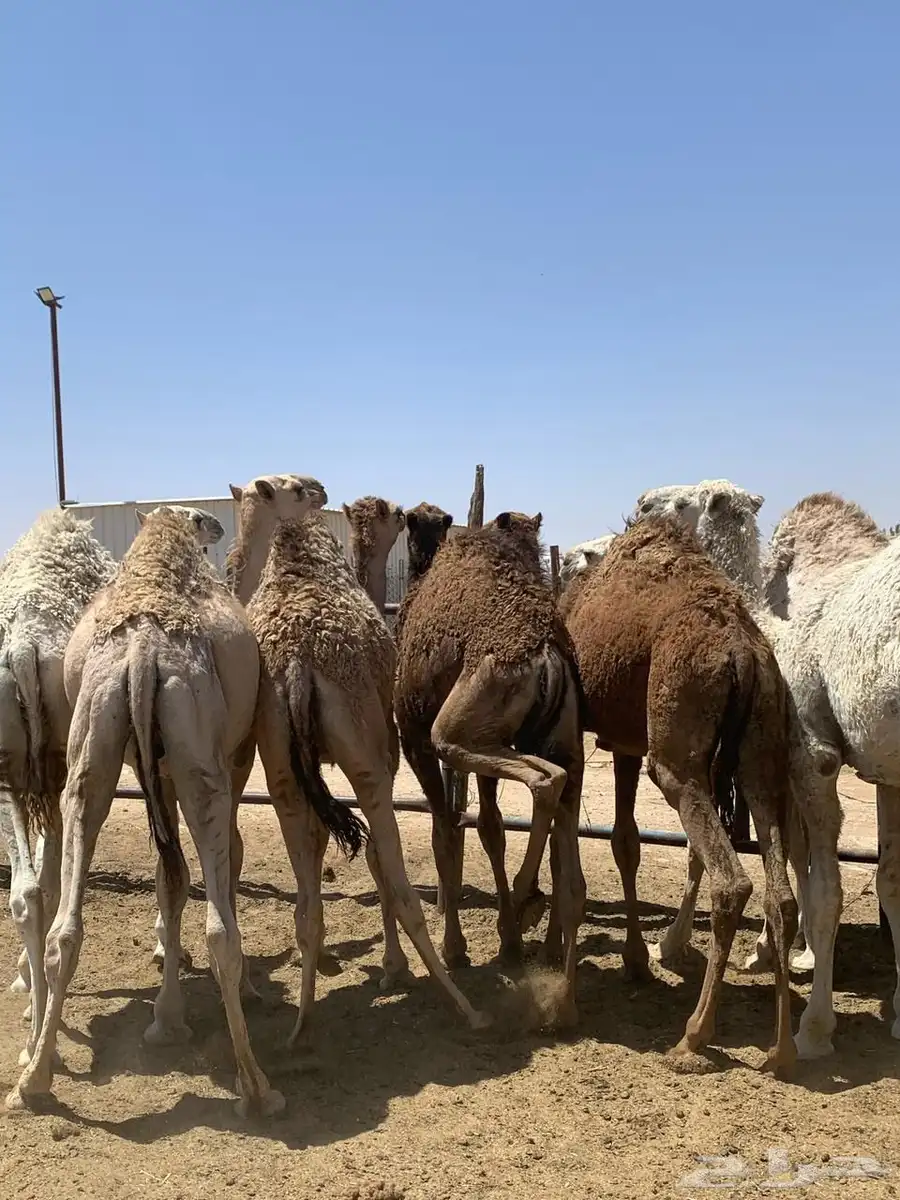 حشو 0