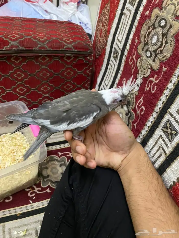 فرخ طير كروان 0