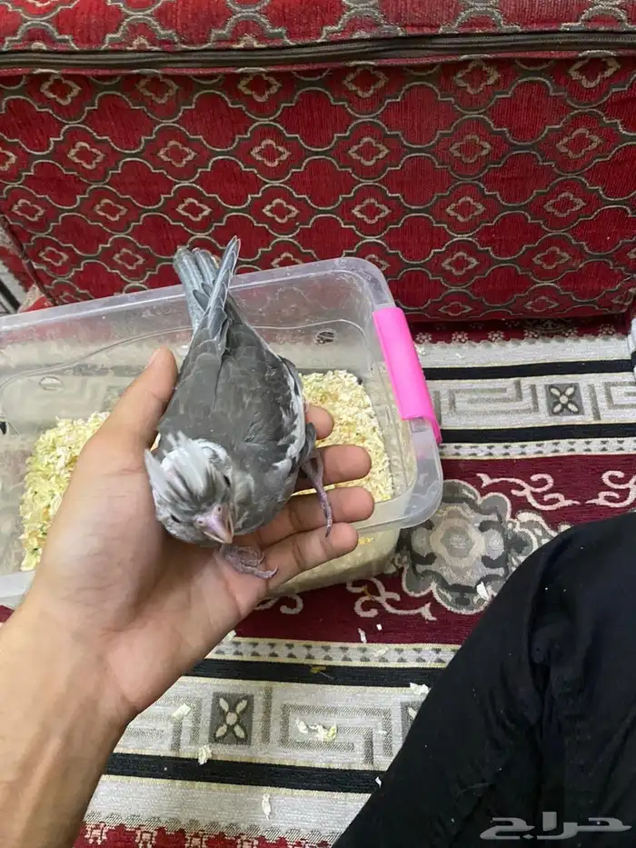 فرخ طير كروان 1