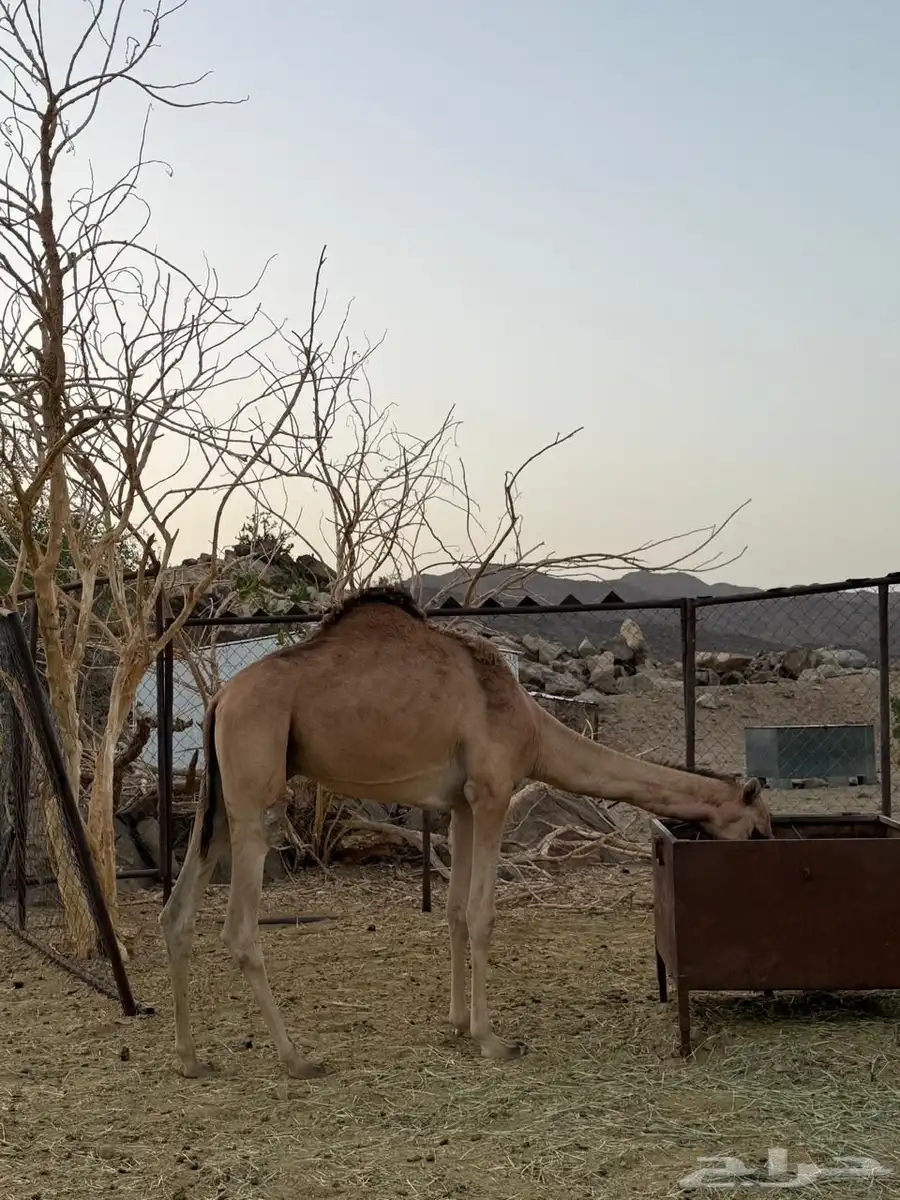 قعدان للبيع 0