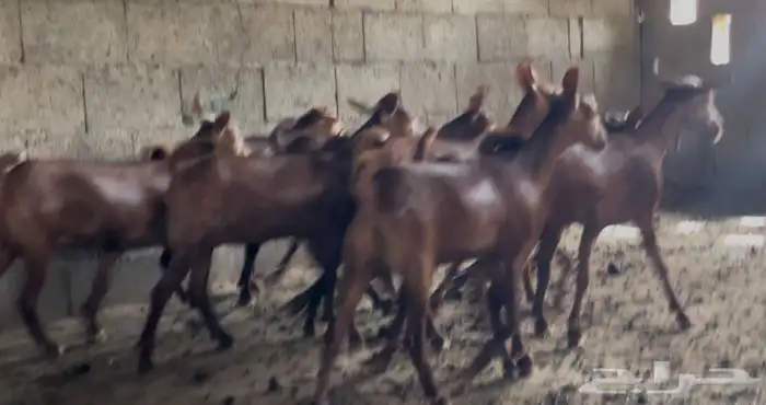 جفار دهم ماشاء الله تبارك الله تم البيييع 12