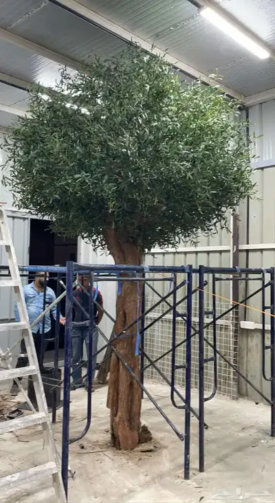 شجرة زيتون 1