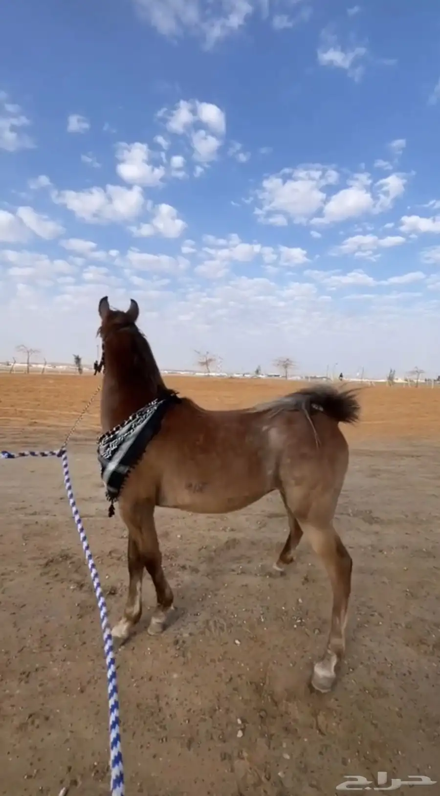 مهر شعبي 3