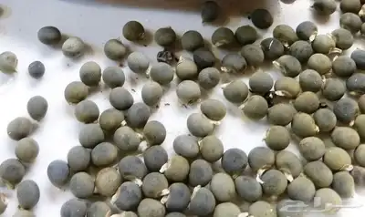 بذور بامية حساويه 500جرام 0