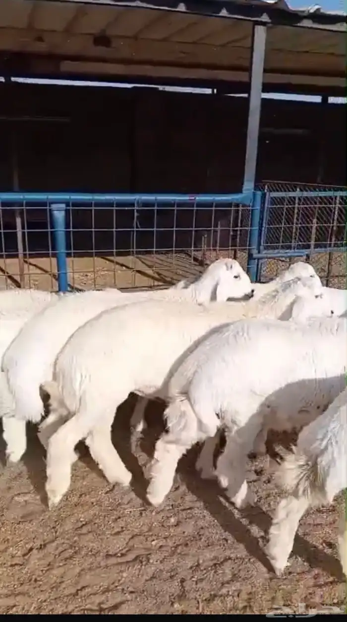 طليان ورخال حريات للمناسبات والزواجات ارباع 3