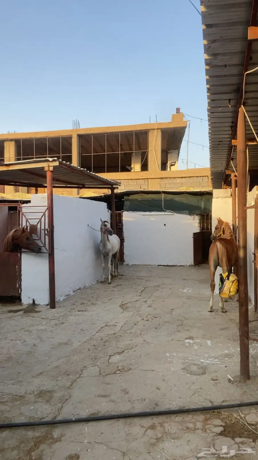 مربط خيل 2
