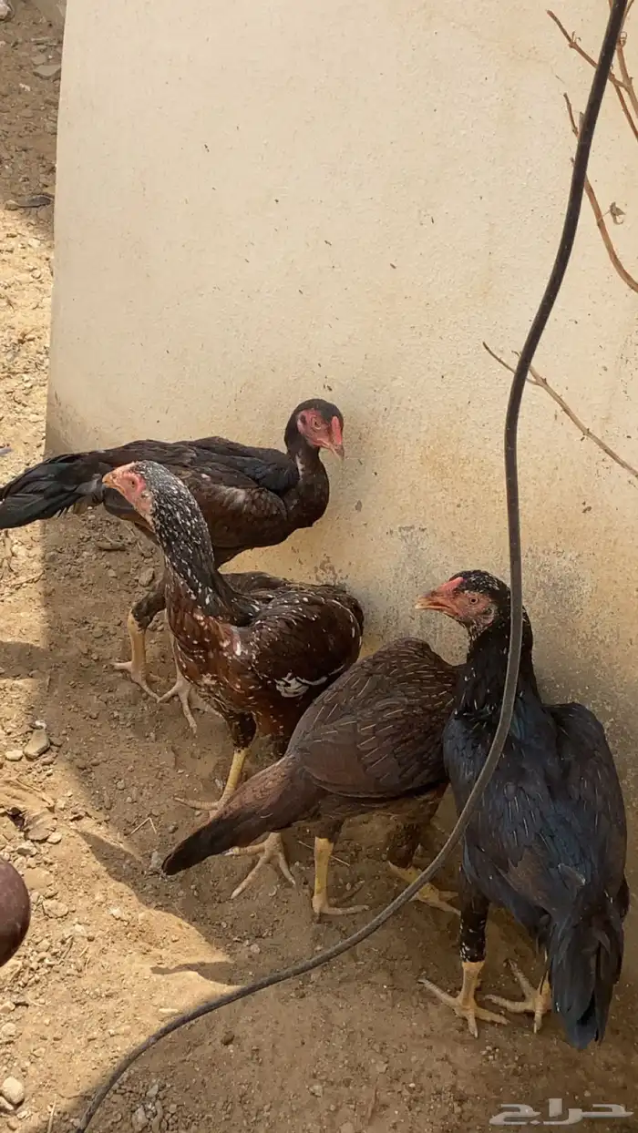 دجاج باكستاني سندي 2