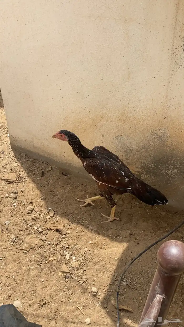 دجاج باكستاني سندي 3
