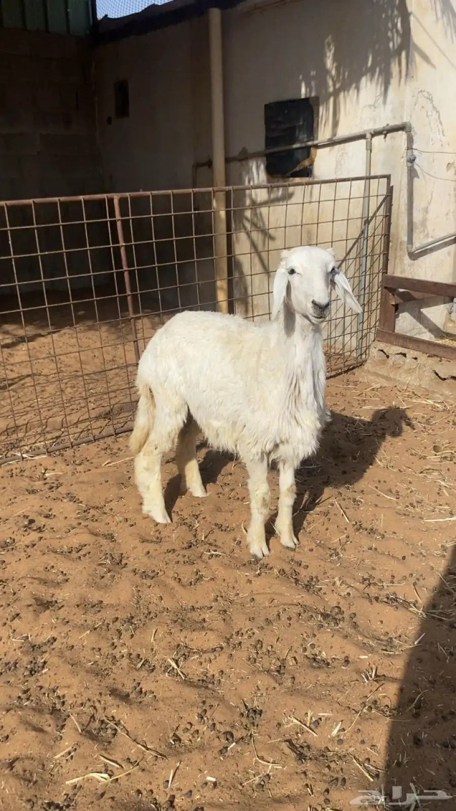 تم البيع 0