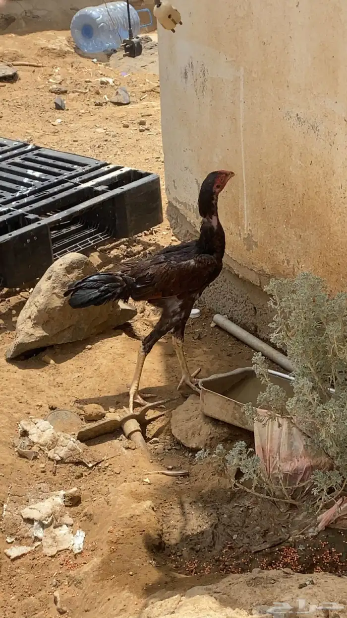 دجاج باكستاني سندي 4