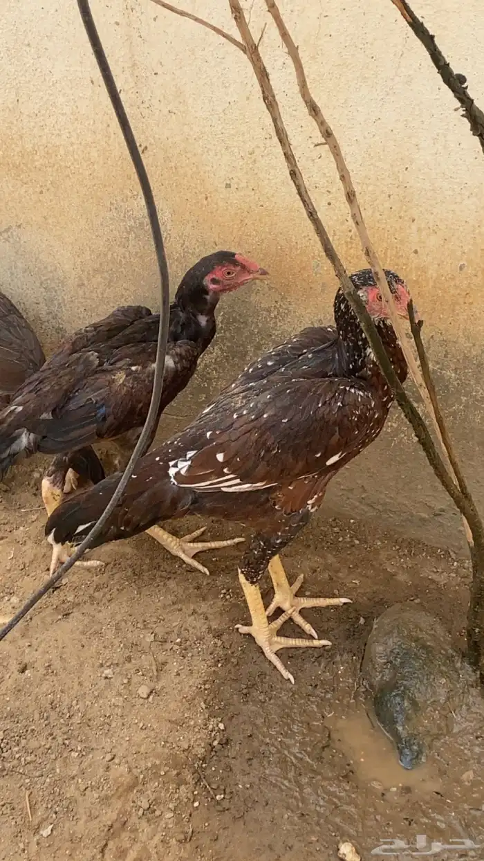 دجاج باكستاني سندي 1