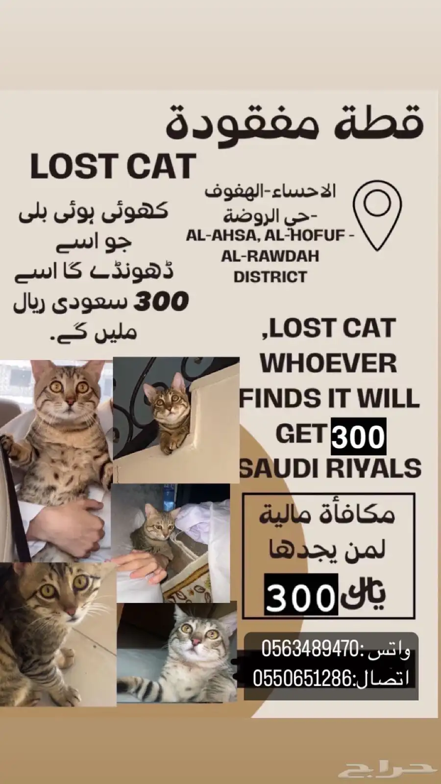 قطه ضايعه 0