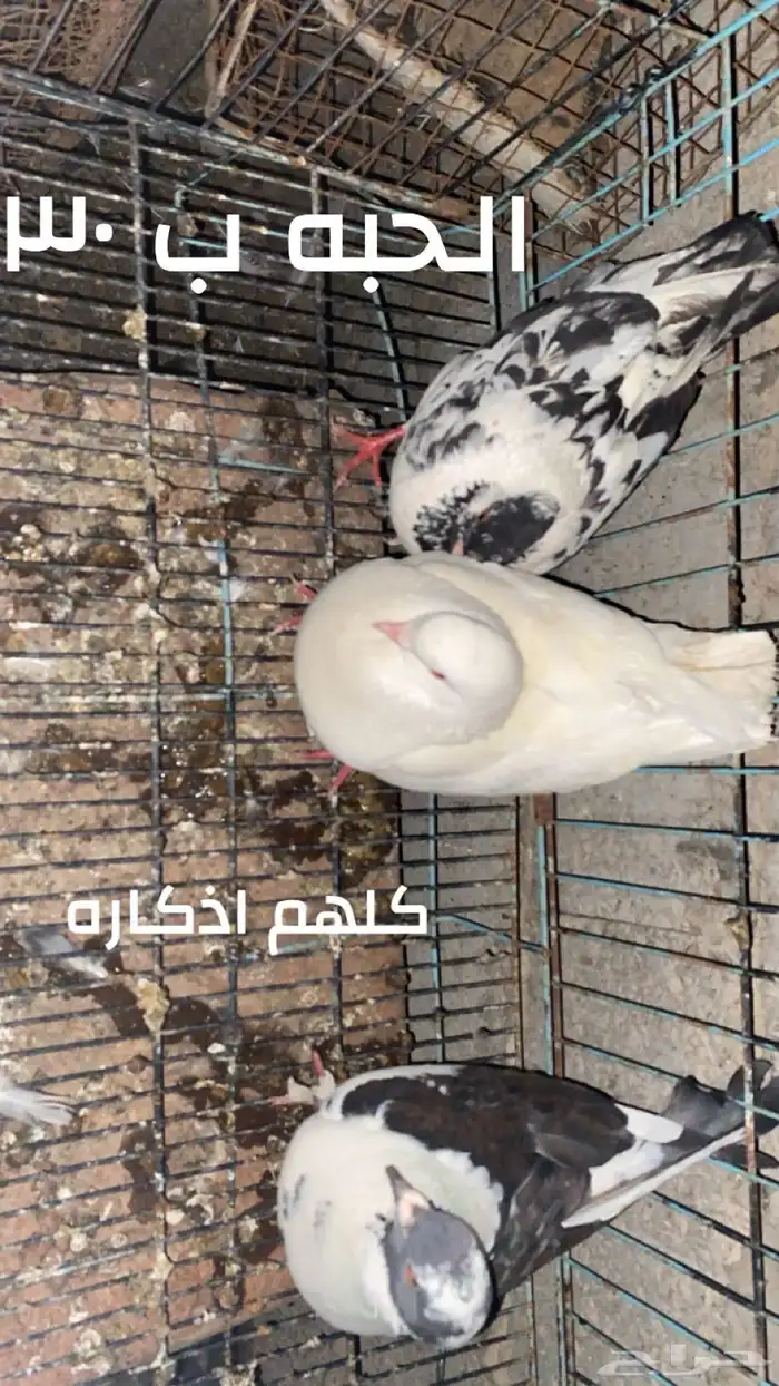 للبيع حمام كنق 3 ذكاره 0
