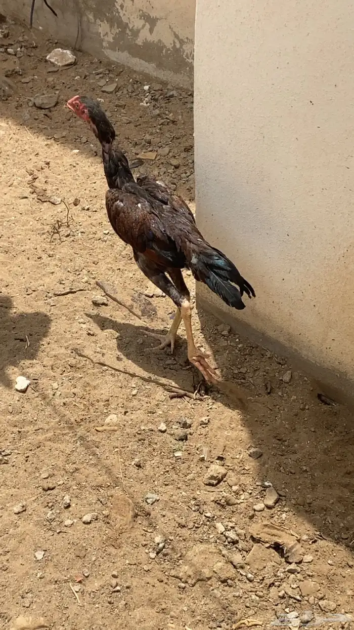 دجاج باكستاني سندي 0