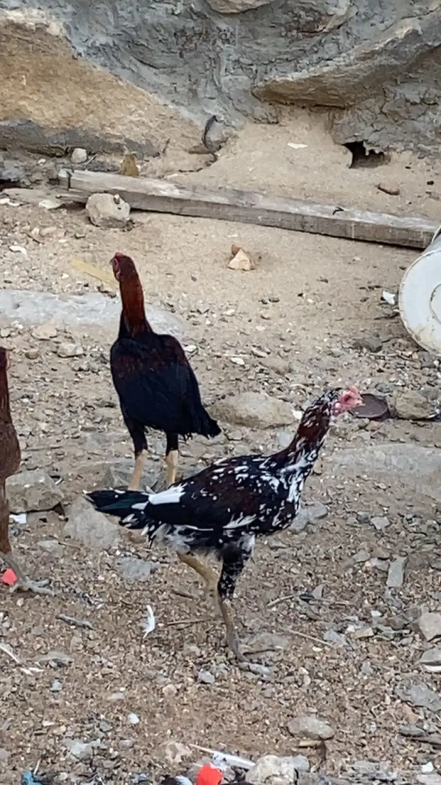 ديوك باكستانيه 1