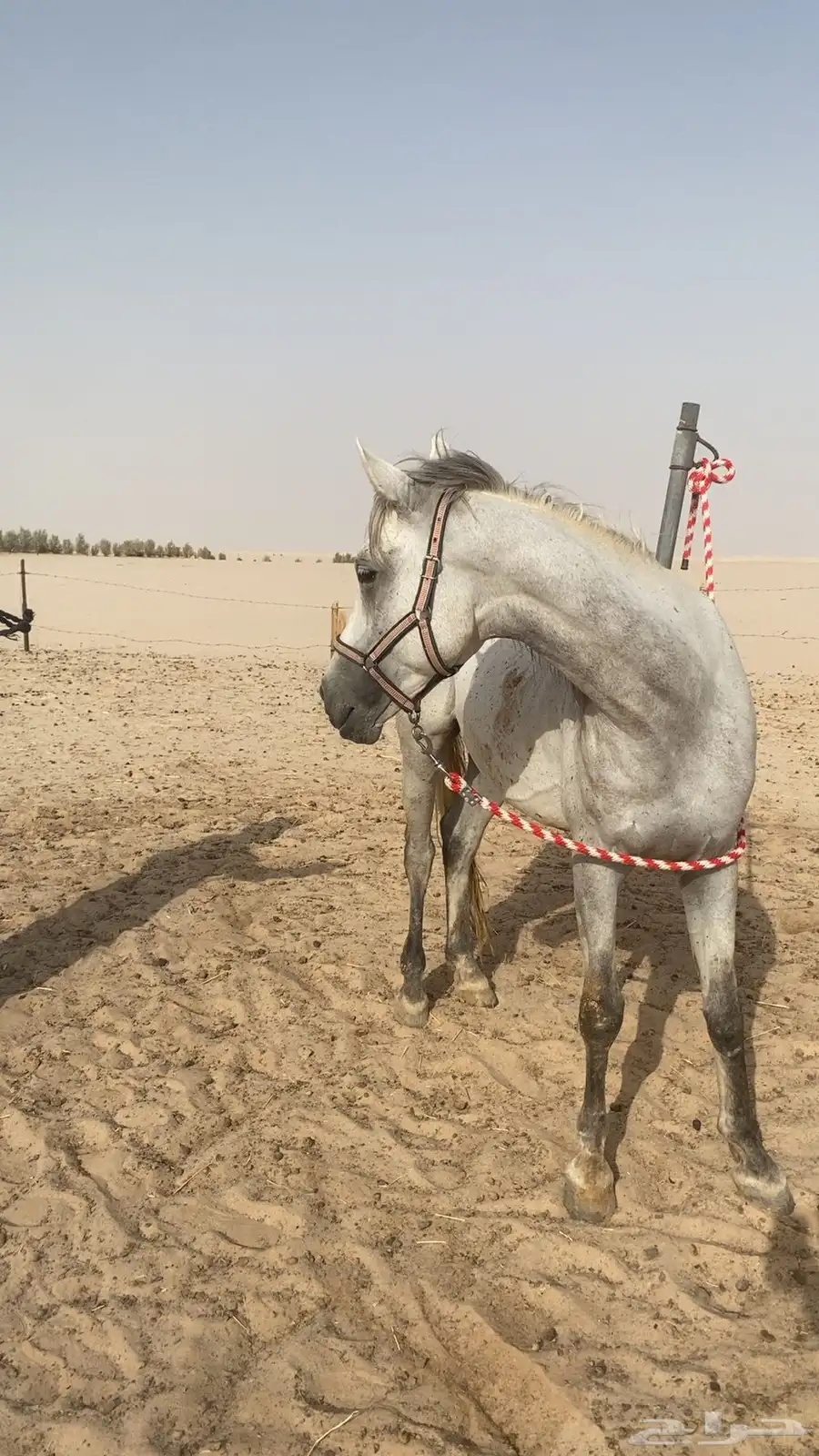 حصان شعبي 1