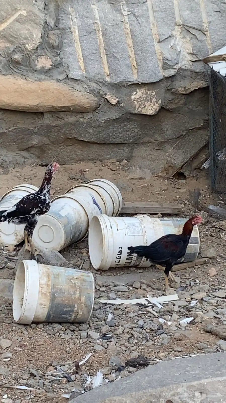 ديوك باكستانيه 2