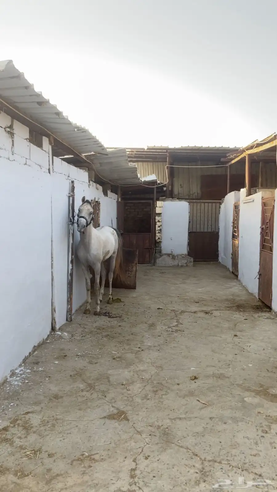 مربط خيل 1