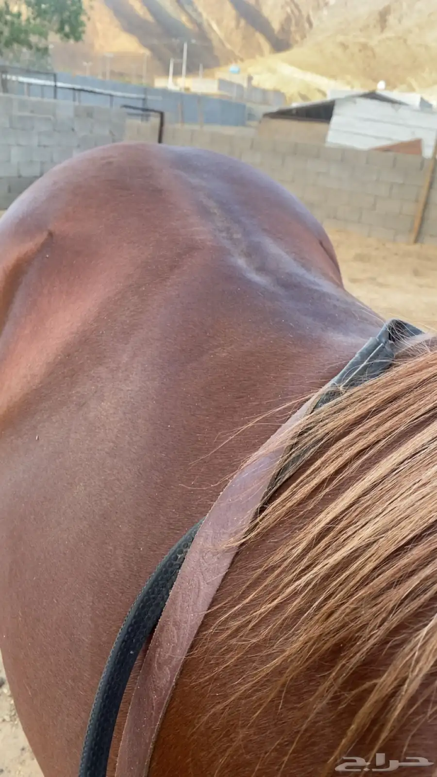 خيل 4