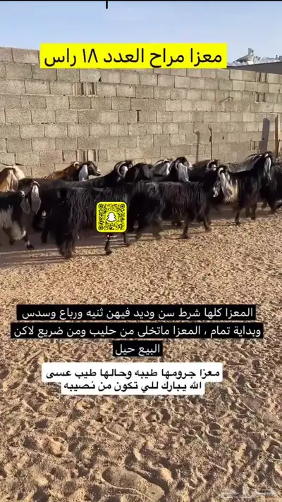 معزا مراح كلها شرط سن وديد 1