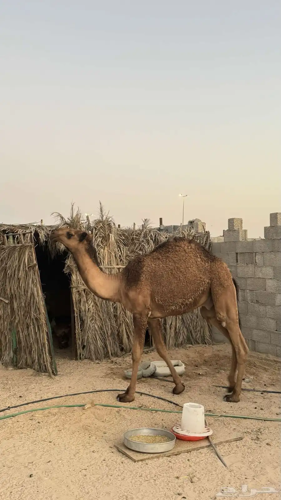 قعود للبيع 4
