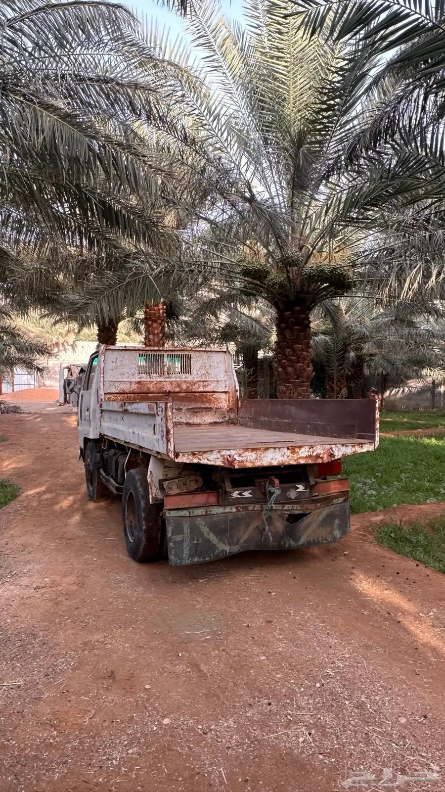 دينا قلاب 84 3